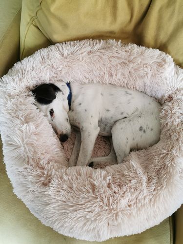 Customer photo review of Coussin apaisant Pilou Pillow™ | Pour chien et chat
