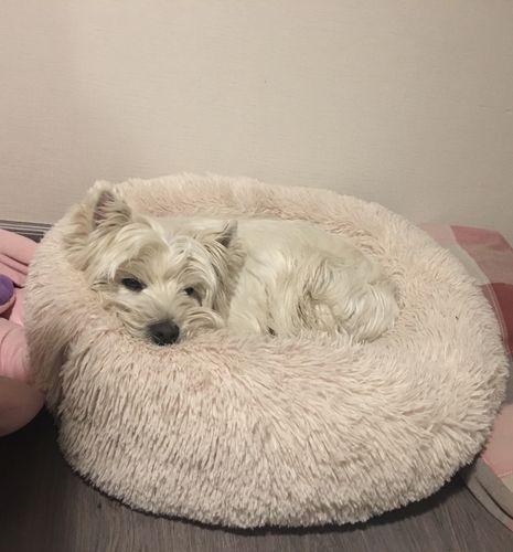 Customer photo review of Coussin apaisant Pilou Pillow™ | Pour chien et chat