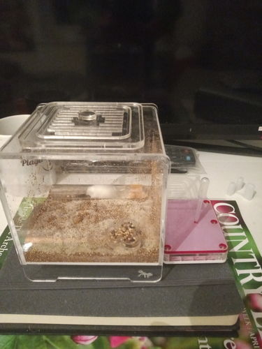 Customer photo review of AntKit Bundle 1