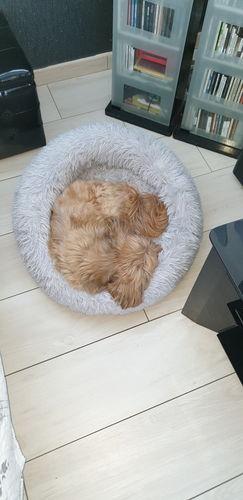 Customer photo review of Coussin apaisant Pilou Pillow™ | Pour chien et chat