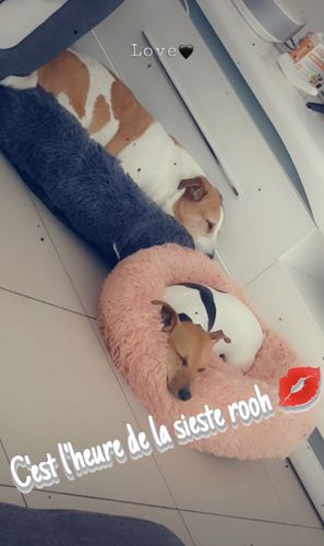 Customer photo review of Lit Apaisant Comfy® |  Pour Chien et Chat