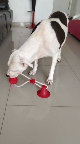 Customer photo review of Suction Cup Dog Tug Toy - Keep Your Dog Busy For Hours