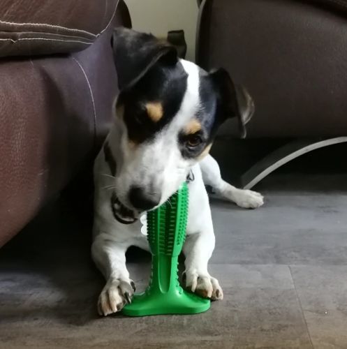 Customer photo review of World's Most Effective Dog Toothbrush