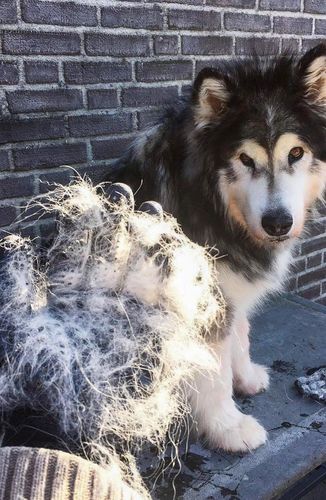 Customer photo review of Pair of DeShedding Gloves