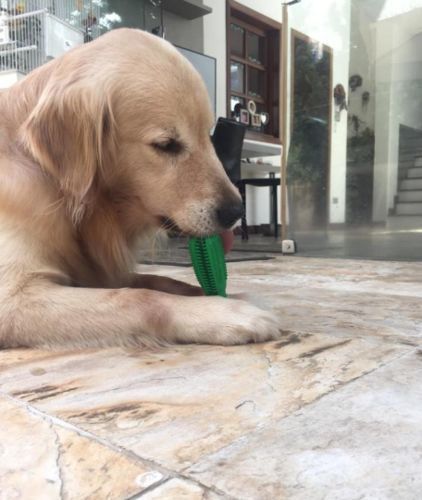 Customer photo review of World's Most Effective Dog Toothbrush & Toothpaste Set
