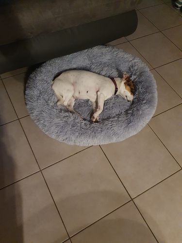 Customer photo review of Lit Apaisant Comfy® |  Pour Chien et Chat