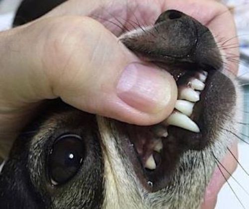 Customer photo review of Beef Flavored Dog Toothpaste