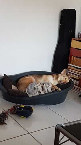 Customer photo review of Coussin apaisant Pilou Pillow™ | Pour chien et chat