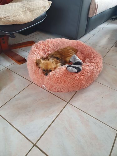 Customer photo review of Lit Apaisant Comfy® |  Pour Chien et Chat