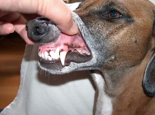 Customer photo review of World's Most Effective Dog Toothbrush