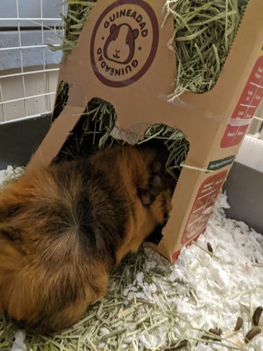 Customer photo review of GuineaDad Nourish Series - Timothy Hay (3 Pack)