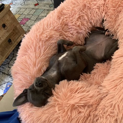 Customer photo review of Lit Apaisant Comfy® |  Pour Chien et Chat