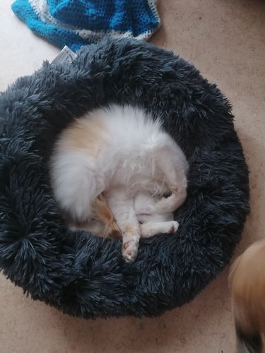 Customer photo review of Lit Apaisant Comfy® |  Pour Chien et Chat