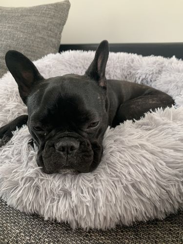 Customer photo review of Lit Apaisant Comfy® |  Pour Chien et Chat
