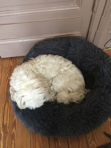Customer photo review of Coussin apaisant Pilou Pillow™ | Pour chien et chat