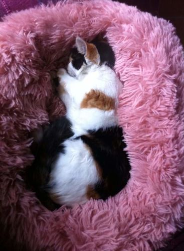 Customer photo review of Coussin apaisant Pilou Pillow™ | Pour chien et chat