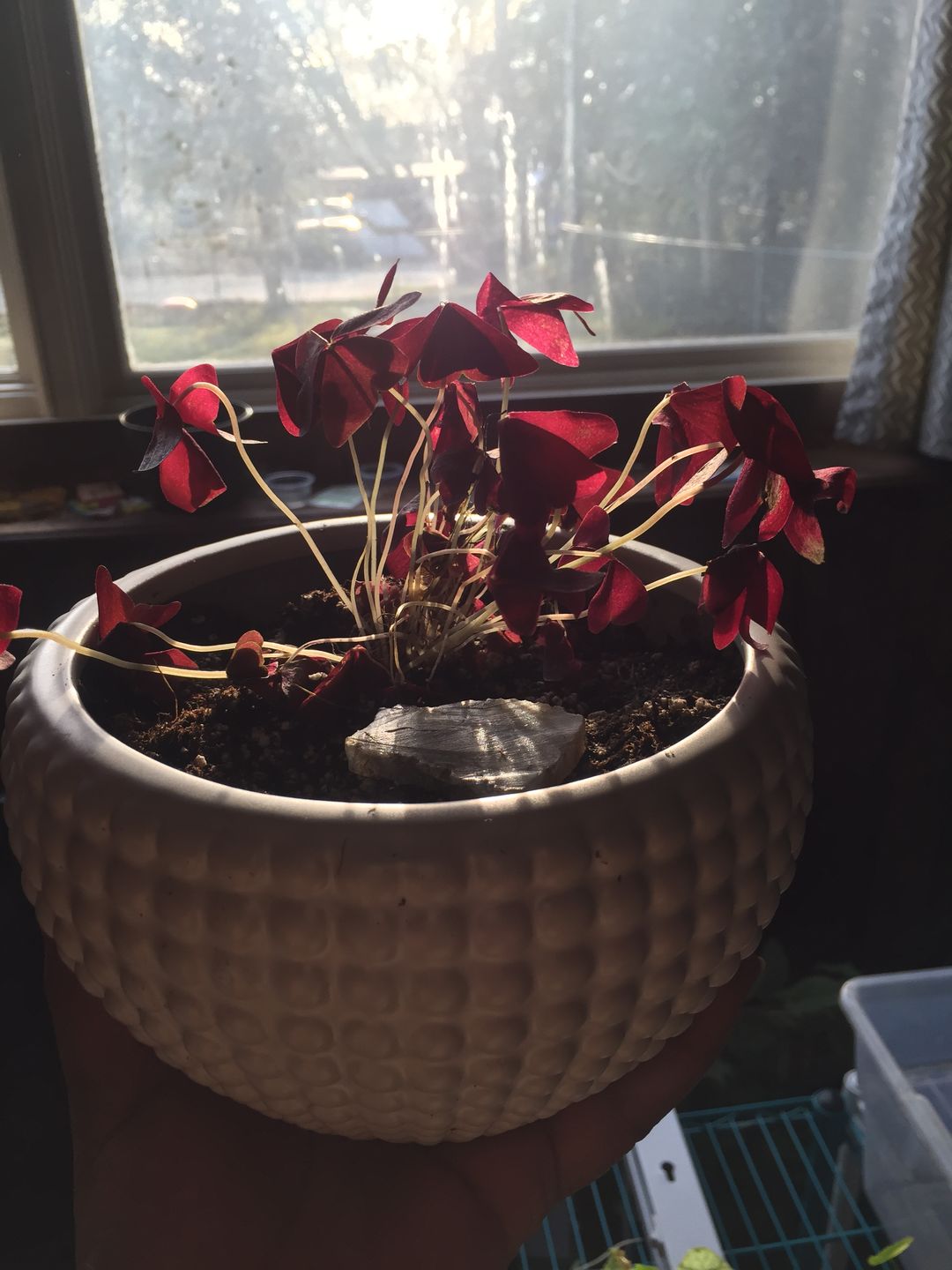 Customer photo review of 4" Oxalis Ebony Allure