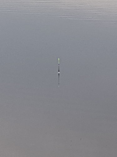 Customer photo review of 5g Smart Fishing Float