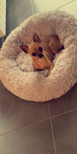 Customer photo review of Lit Apaisant Comfy® |  Pour Chien et Chat