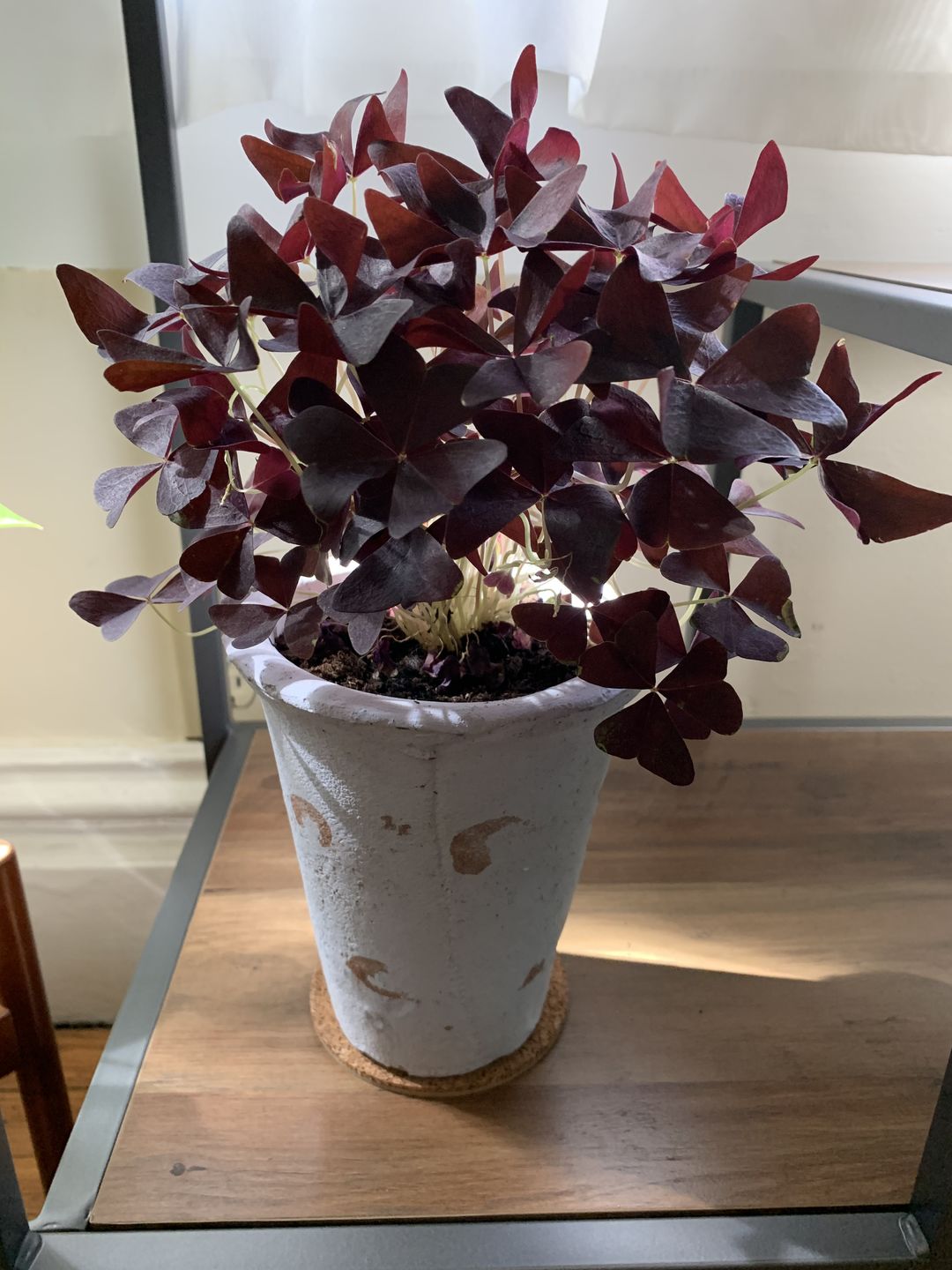 Customer photo review of 4" Oxalis Ebony Allure