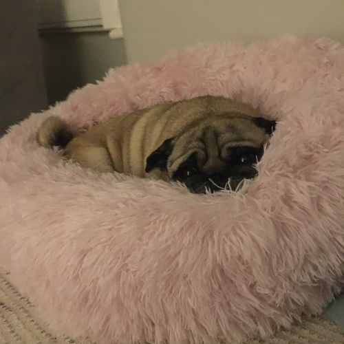 Customer photo review of Pet Calming Bed