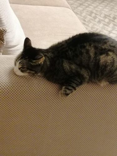 Customer photo review of DELINEADOR CEJAS PREMIUM