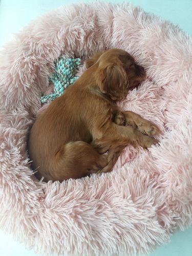 Customer photo review of Lit Apaisant Comfy® |  Pour Chien et Chat