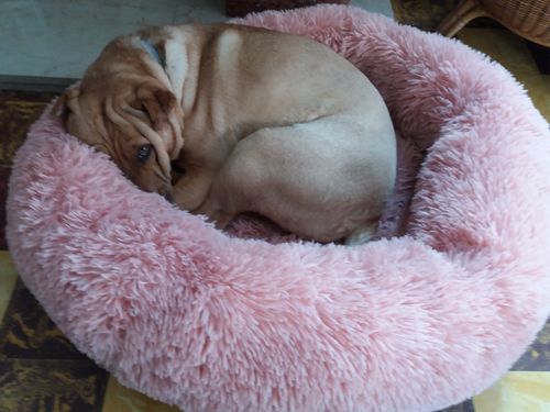 Customer photo review of Lit Apaisant Comfy® |  Pour Chien et Chat