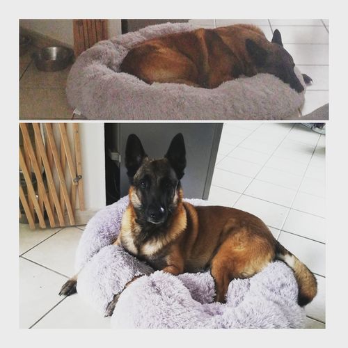 Customer photo review of Lit Apaisant Comfy® |  Pour Chien et Chat