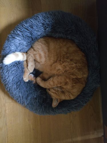 Customer photo review of Lit Apaisant Comfy® |  Pour Chien et Chat