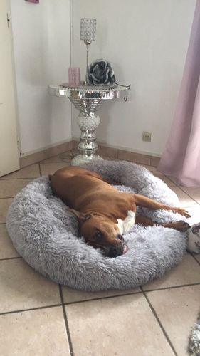Customer photo review of Lit Apaisant Comfy® |  Pour Chien et Chat