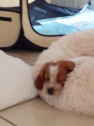 Customer photo review of Coussin apaisant Pilou Pillow™ | Pour chien et chat