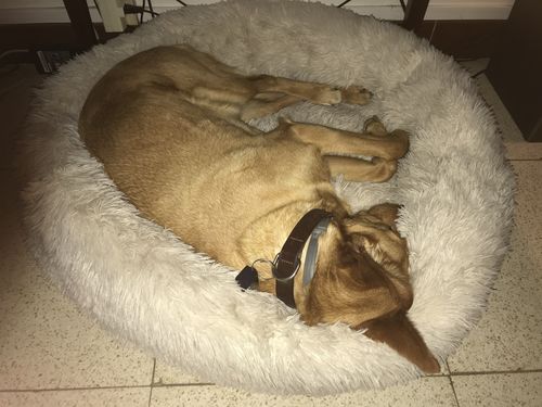 Customer photo review of Coussin apaisant Pilou Pillow™ | Pour chien et chat