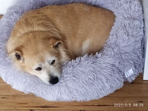 Customer photo review of Lit Apaisant Comfy® |  Pour Chien et Chat