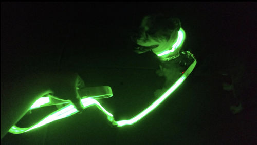 Customer photo review of LED Glow Leash