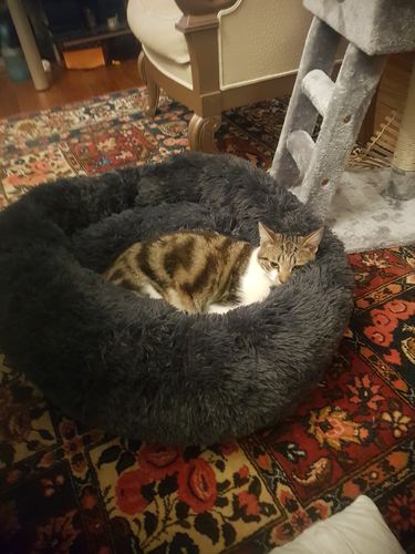 Customer photo review of Coussin apaisant Pilou Pillow™ | Pour chien et chat