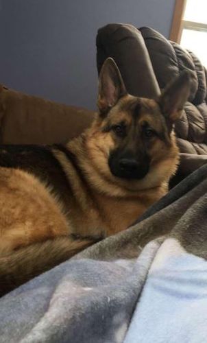 Customer photo review of Brosse Anti-Poils Chien, Chat, Cheval, Lapin | Original | Pilpoil®