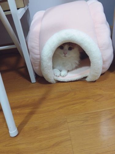Customer photo review of Furrytail Little Snail Cat Bed