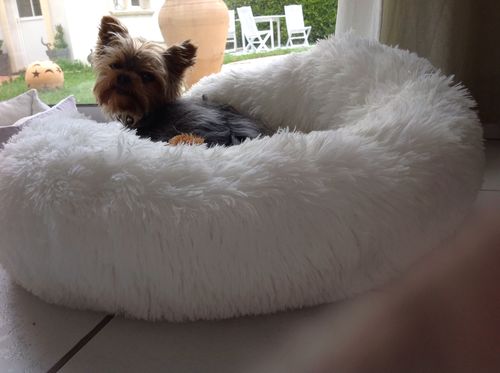 Customer photo review of Lit Apaisant Comfy® |  Pour Chien et Chat