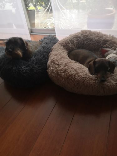 Customer photo review of Lit Apaisant Comfy® |  Pour Chien et Chat