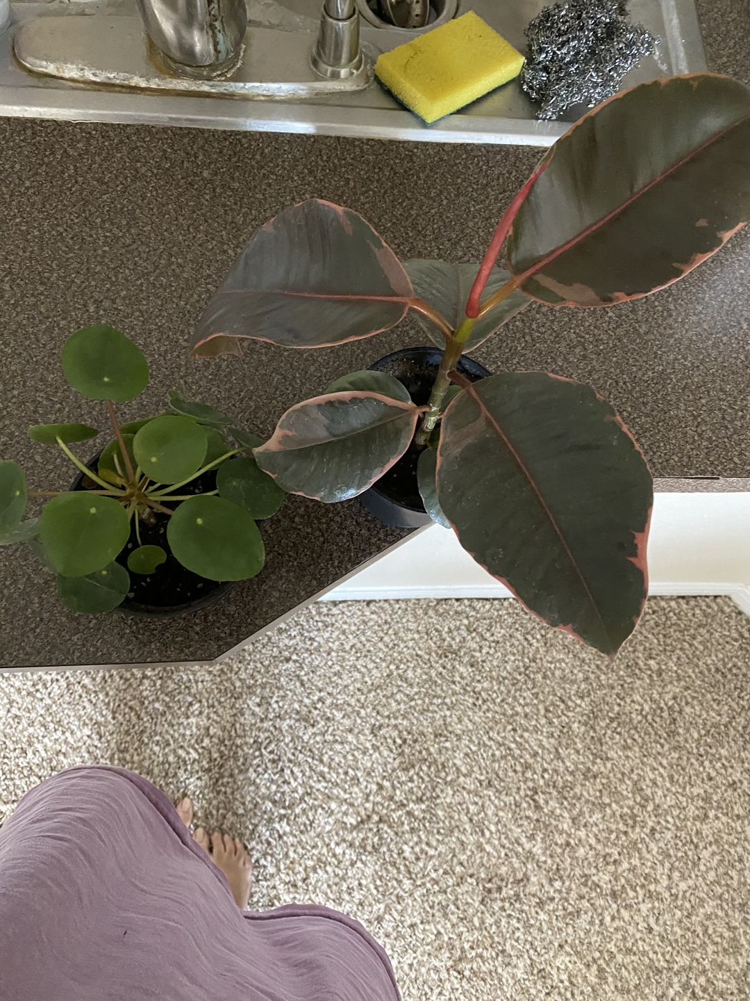 Customer photo review of 4" Pilea Peperomioides