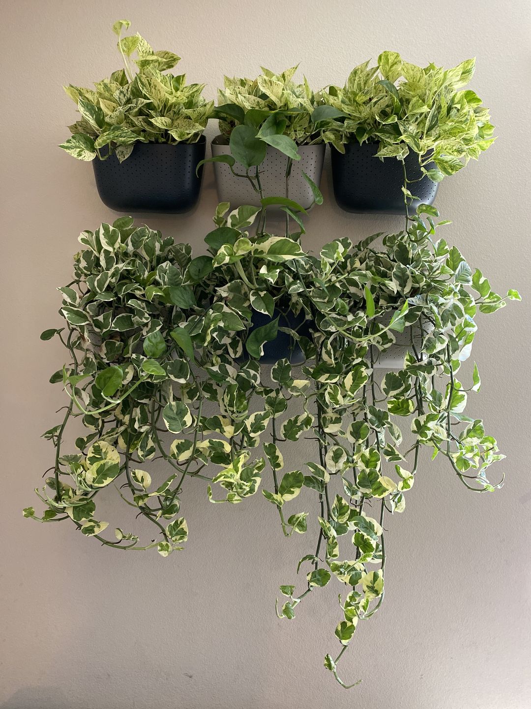 Customer photo review of Wally Eco Stone Wall Planter