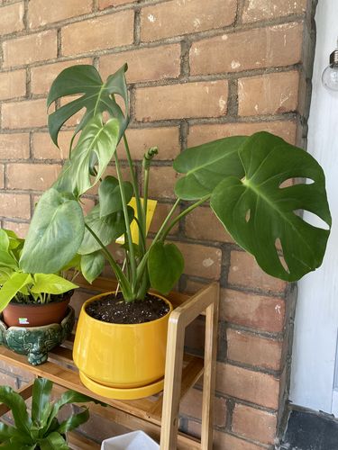 Customer photo review of Medium Monstera Deliciosa