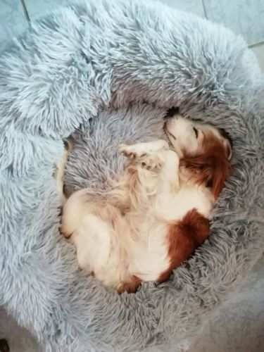 Customer photo review of Lit Apaisant Comfy® |  Pour Chien et Chat