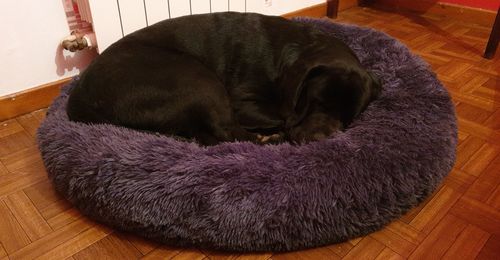Customer photo review of Lit Apaisant Comfy® |  Pour Chien et Chat