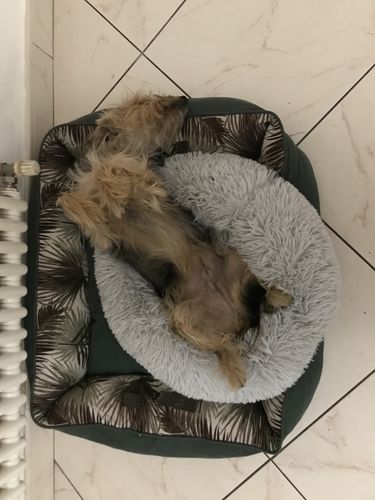 Customer photo review of Lit Apaisant Comfy® |  Pour Chien et Chat
