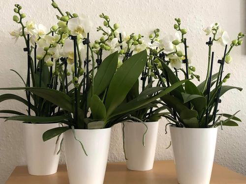 Customer photo review of Orchideen 4er Paket + Übertopf