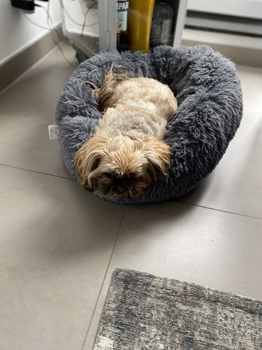 Customer photo review of Lit Apaisant Comfy® |  Pour Chien et Chat