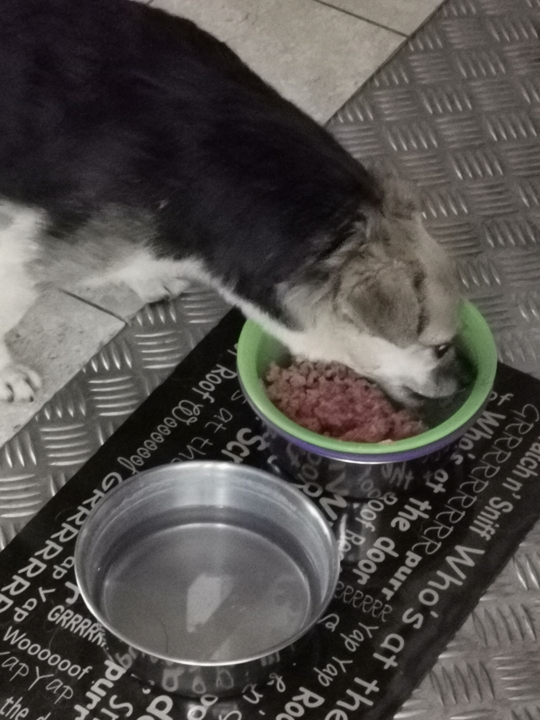 Customer photo review of NutriDog Starter-Box - 3 Sorten in 200g Portionen