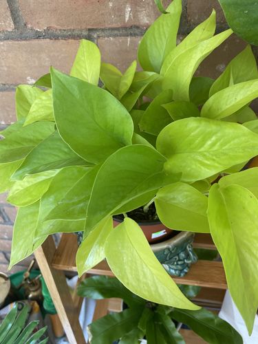 Customer photo review of Medium Neon Pothos
